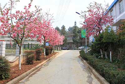 云南省林业高级技工学校校园一角