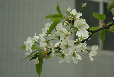 重庆市永川职业教育中心校园环境