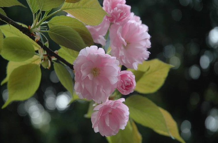 长沙文理专修学院