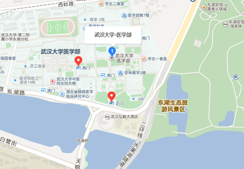 武汉大学医学部