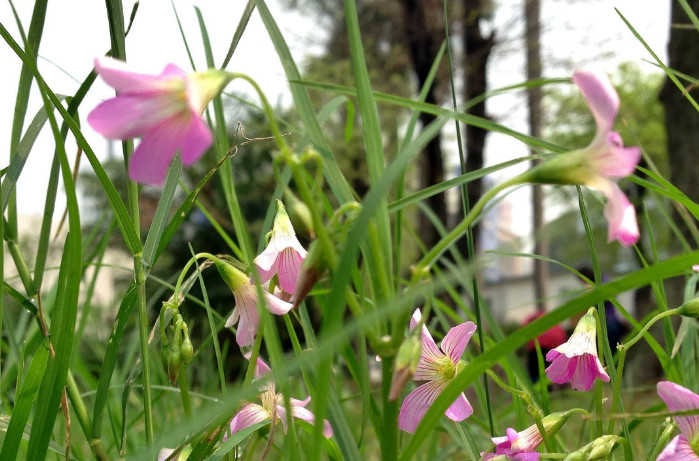 北京光明中医学院