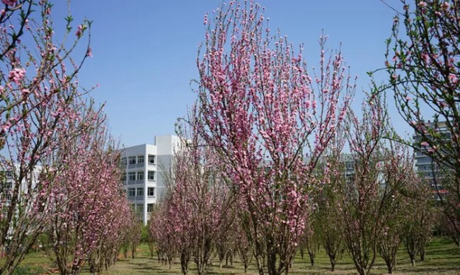 四川省宜宾卫生学校绿意盎然校园