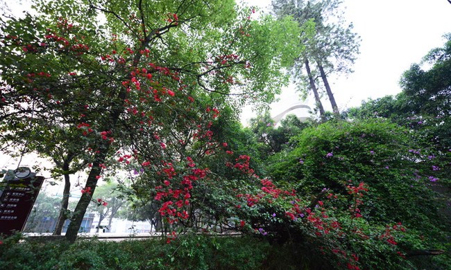 泸县建筑职业中专学校(泸州建筑职业技术学校)春暖花开