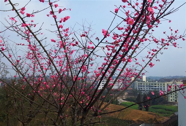 宜宾县柳嘉职业技术学校(柳嘉职业中学)梅花开了