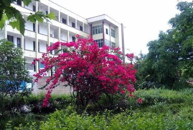 宜宾县柳嘉职业技术学校(柳嘉职业中学)高三楼前的三角梅