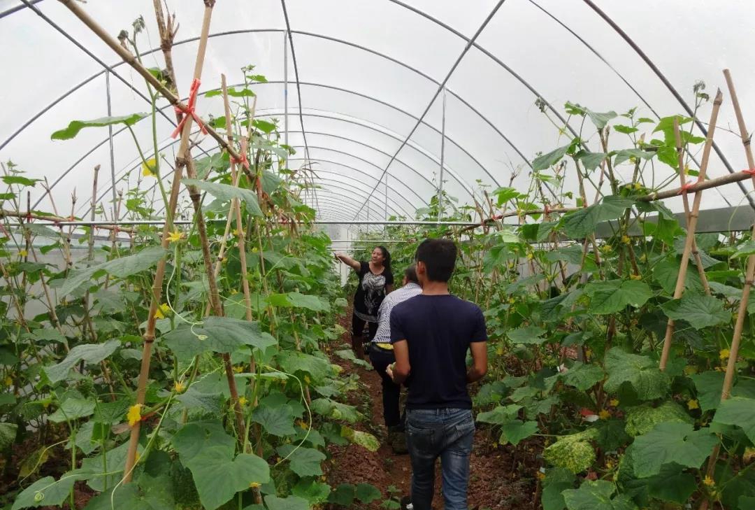 江城县职业高级中学江城县职业高级中学现代农艺技术专业招生