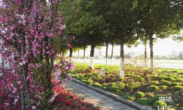 曲靖财经学校绿树红花